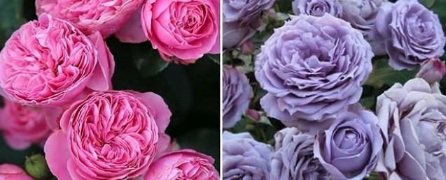 Розово-сиреневый набор роз