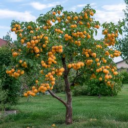 Плодовые гибриды
