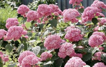 Гортензия древовидная Пинк Пинкушен (Hydrangea arborescens Pink Pincushion)