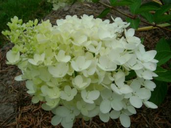 Гортензия метельчатая Бомбшелл (Hydrangea paniculata Bombshell)