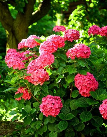 Гортензия крупнолистная Сибилла / Мася (Hydrangea macrophylla Sibilla / Masja)