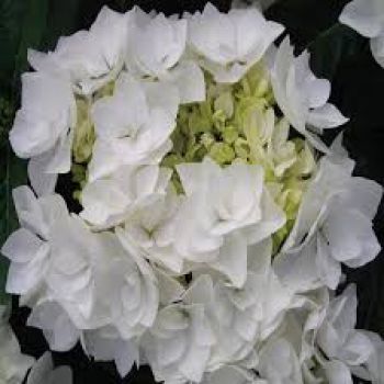 Гортензия крупнолистная Коко (Hydrangea macrophylla Coco)