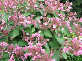 Гортензия метельчатая Дарума (Hydrangea paniculata Dharuma)