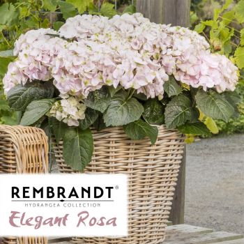 Гортензия крупнолистная Рембрандт Элегант Роза (Hydrangea macrophylla Rembrandt Elegant Rose)