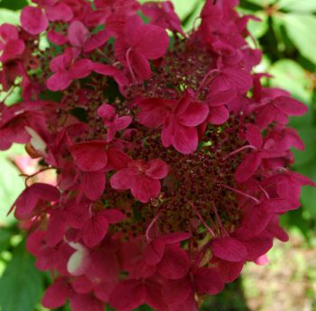 Гортензия метельчатая Вимс Ред (Hydrangea paniculata Wim's Red )