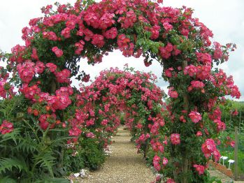 Роуз Гарден (Rose Garden)