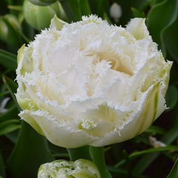 Тюльпан бахромчатый махровый Сноу Кристалл
