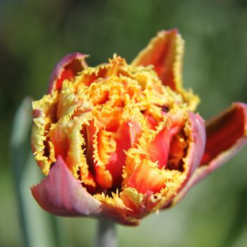 Тюльпан бахромчатый махровый Голд Даст