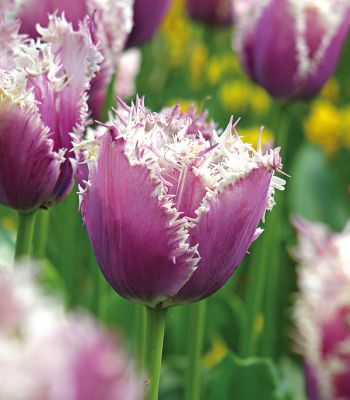 Тюльпан бахромчатый многоцветковый Фринжед Фемели