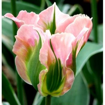 Тюльпан зеленоцветковый Чайна Таун