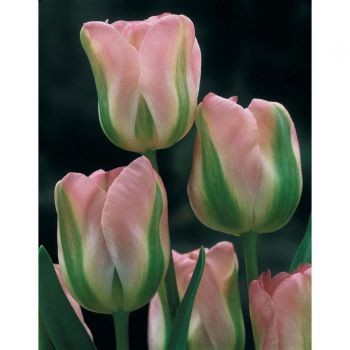 Тюльпан зеленоцветковый Гринленд