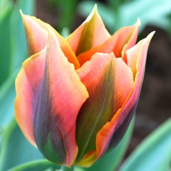 Тюльпан зеленоцветковый Артист