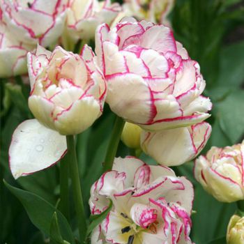Тюльпан махровый Белиция