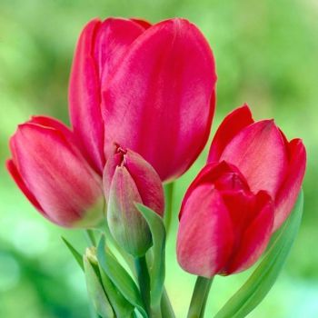 Тюльпан многоцветковый Мерри Гоу Раунд