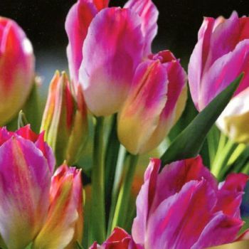 Тюльпан многоцветковый Тендер Виспер
