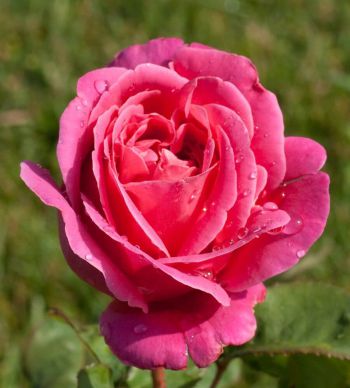 Роза Пинк Пис (Pink Peace)