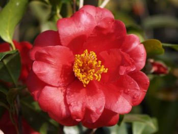 camellia campbell