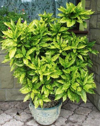 Аукуба Aucuba jap.Crotonifolia