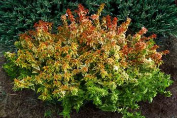 Абелия крупноцветковая Калейдоскоп (abelia grandiflora kaleidoscope)