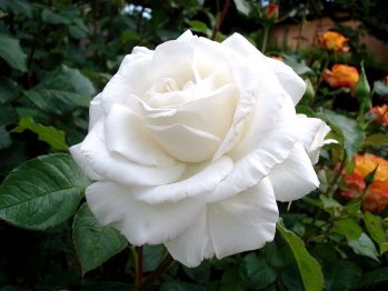 Роза Аннапурна (Rose Annapurna)