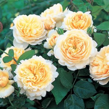 Роза английская Crocus Rose (Крокус Роуз)