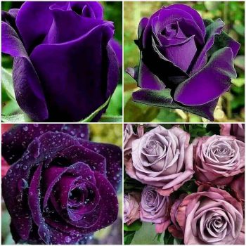 Микс фиолетовых роз