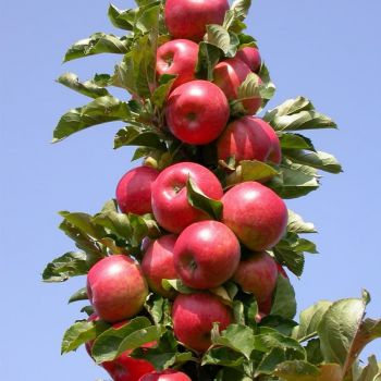 Яблоня колоновидная сорт Валюта
