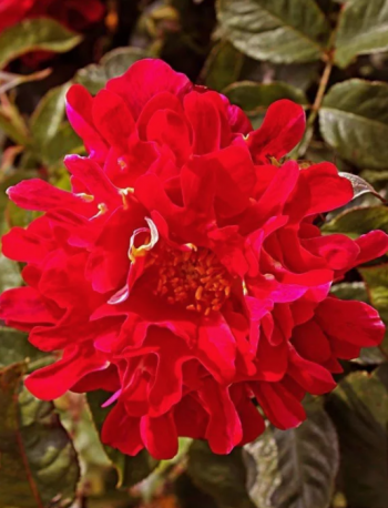 Индиан Раффлз (Indian's Ruffles)