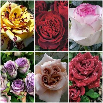 Набор из 6 кустовых роз