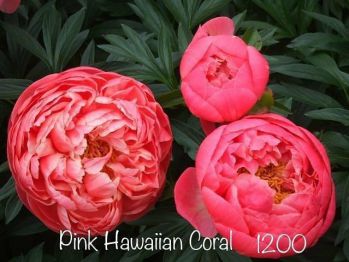 Пион Пинк Гавайан Корал( Pink Hawaiian Coral)