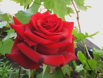Роза Красная Магия (Red Magic)