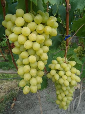 Виноград Слава Украины