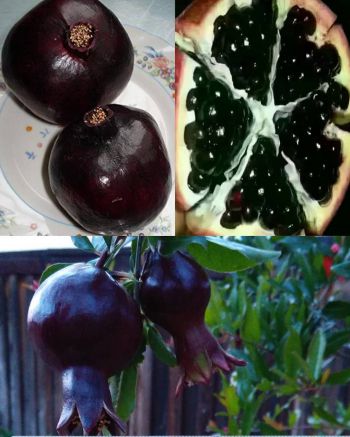 Гранат крупноплодный с черными плодами сорт Восьмой шар (Eight Ball)