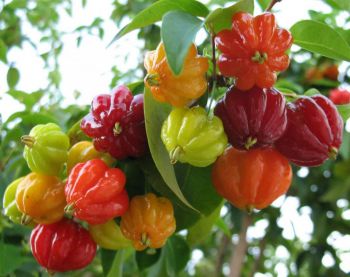 Суринамская вишня (Питанга, Евгения одноцветковая, Бразильская вишня)