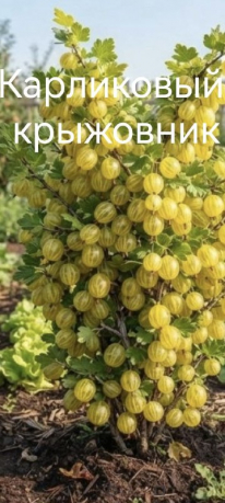 Крыжовник Эмбер Голд