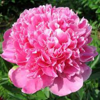 Пион Амабилис (Paeonia Amabilis)