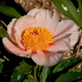 Пион Эприкот Уиспер (Paeonia Apricot Whisper).