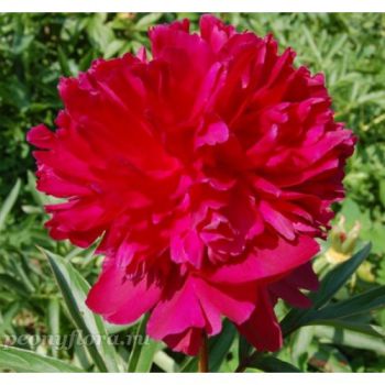 Пион Бест Мен (Paeonia Best Man)