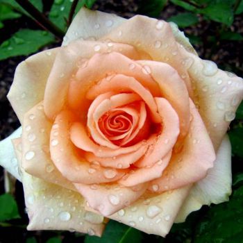 Роза Версилия (Versilia)