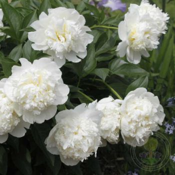 Пион Брайдл Шауер (Paeonia Bridal Shower)