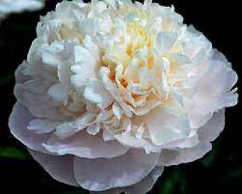 Пион Камелия Уайт (Paeonia Camellia White)