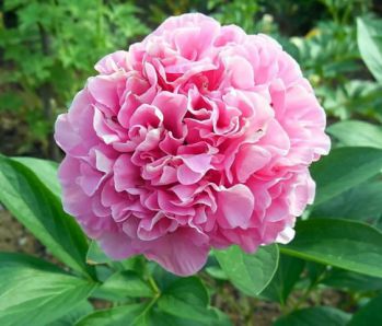 Пион Карнейшен Букет (Paeonia Carnation Bouquet)