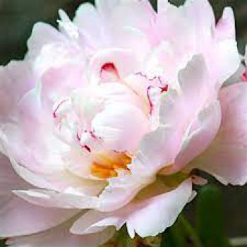 Пион Чинук (Paeonia Chinook)