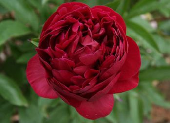 Пион Чиппева (Paeonia Chippewa)