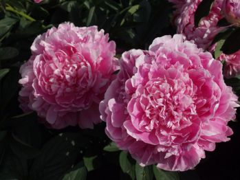 Пион Клемансо (Paeonia Clemenceau)