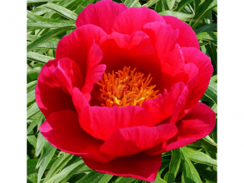 Пион Корал Фей (Paeonia Coral Fay)