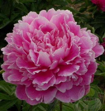 Пион Фестивити (Paeonia Festivity)