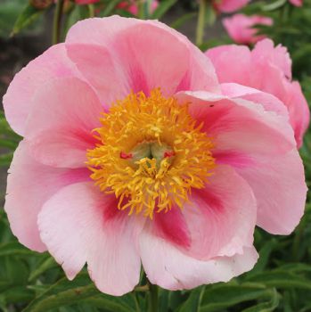Пион Файерлайт (Paeonia Firelight)
