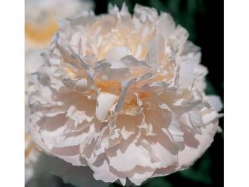 Пион Фрагрант Букет/Ароматный букет (Paeonia Fragrant Bouquet)