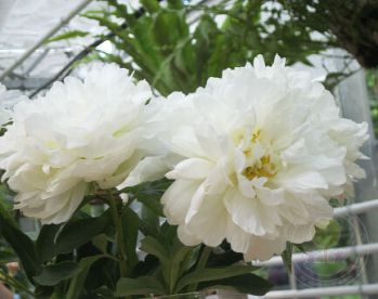 Пион Фринджед Айвори (Paeonia Fringed Ivory)